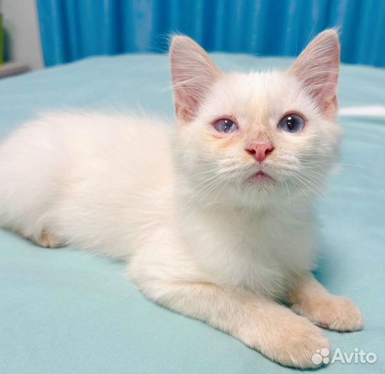 Отдам в добрые руки котенка