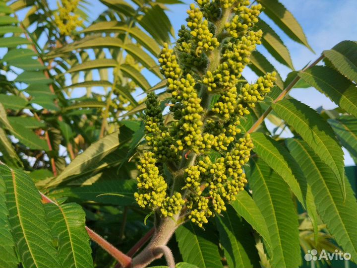 Саженцы сумах оленерогий