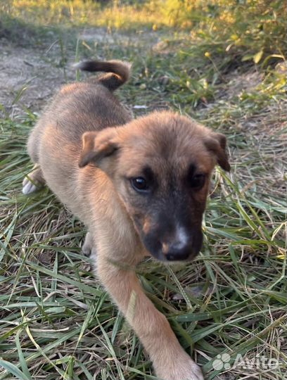 Собака в добрые руки