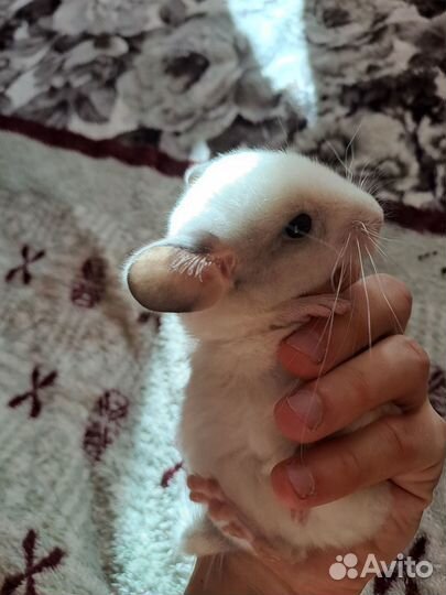 Шиншилла. Мальчик. Родился 5 августа