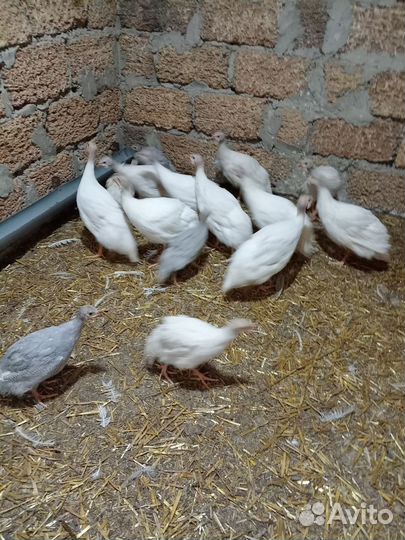 Цыплята цесарки