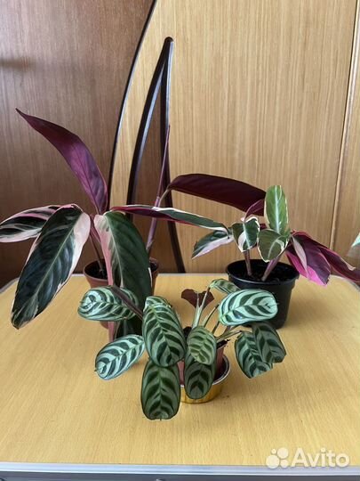 Комнатные растения