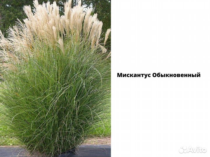 Декоративные злаки для сада, саженцы