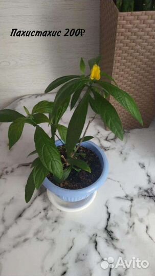 Комнатные цветы