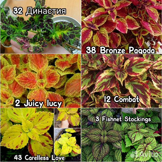 Вегетативные сортовые Колеусы