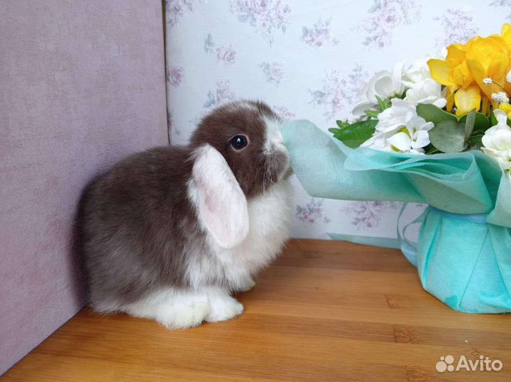 Кролики малыши с питомника