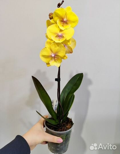 Орхидея манго d12/45 1 цветонос