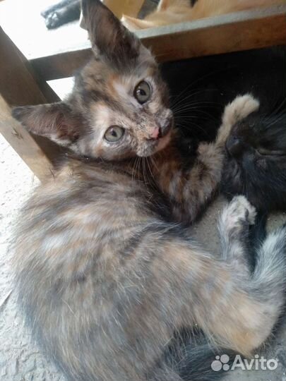 Кошки и коты в добрые руки