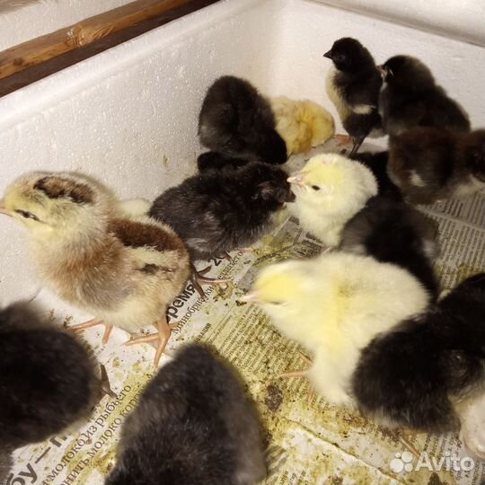 Продам своих цыплят