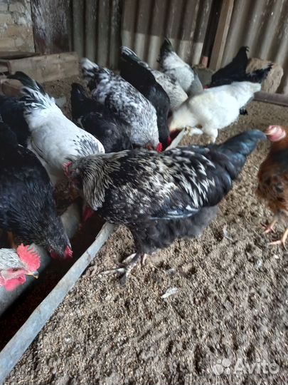 Петухи породистые