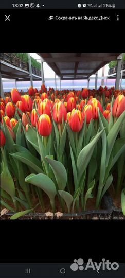 Набор 101 сорт тюльпан