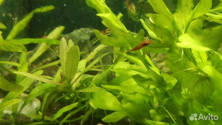 Креветки красный огонь