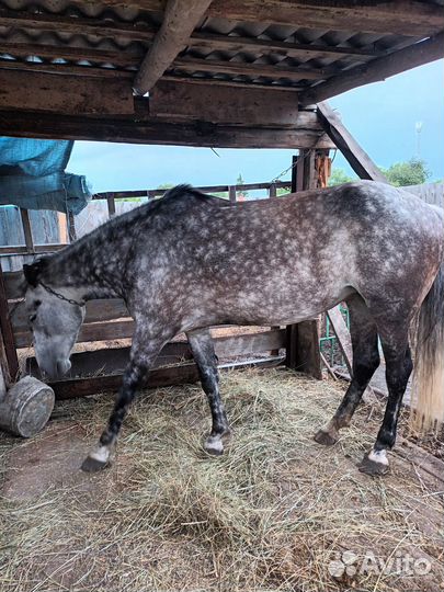 Продам кобылу