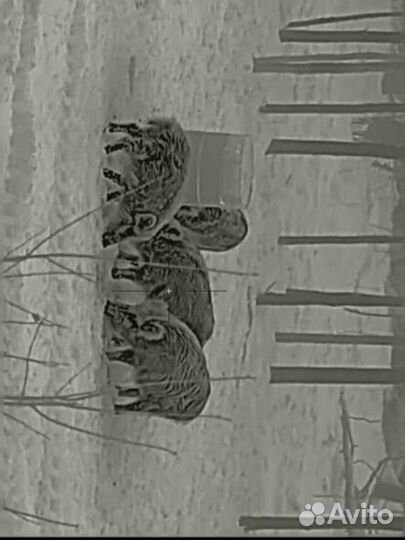 Охотничий тур