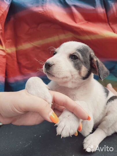 Чудные щеночки