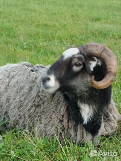 Овцы бараны ягнята живые