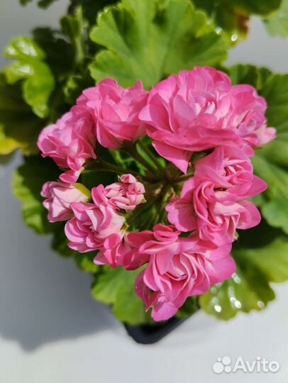 Пеларгония (герань)