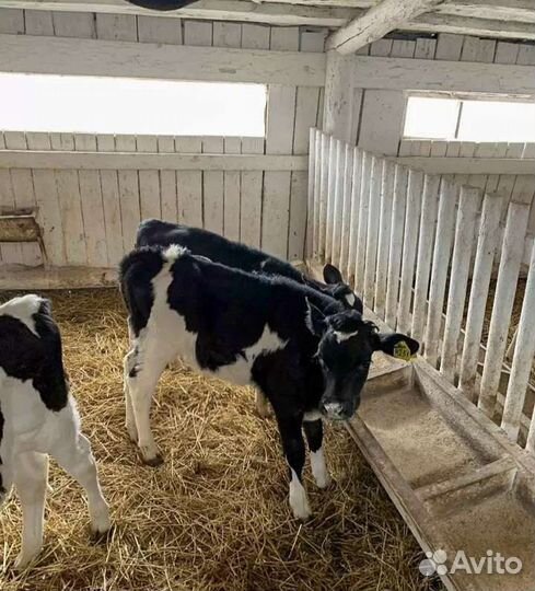 Телята с доставкой