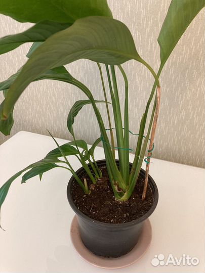 Спатифиллум