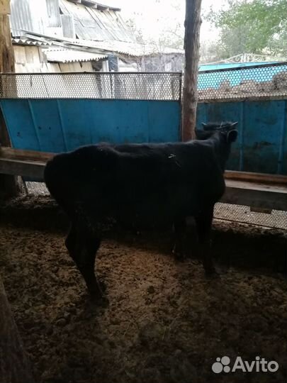 Бычки на откорм