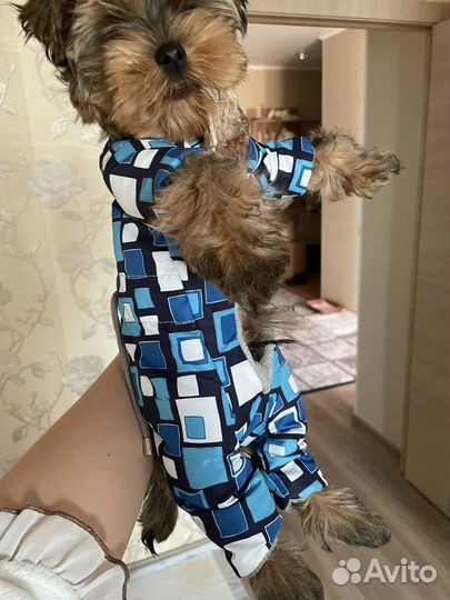 Комбинезон демисезонный для мелких пород собак