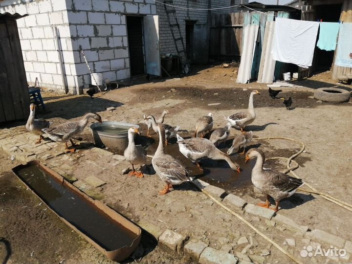 Крупные серые гуси