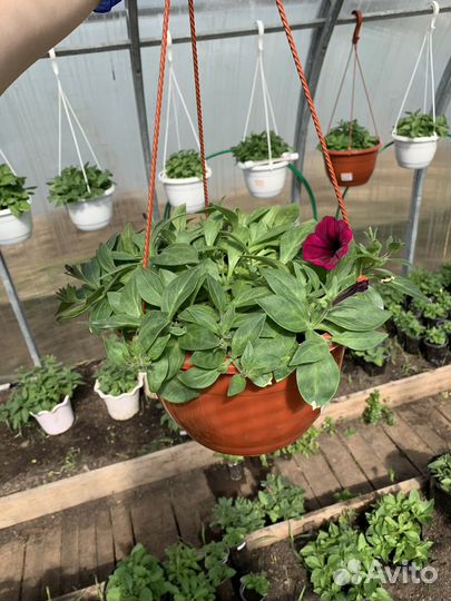 Петуния в кашпо опера, шок вейв, изи вейв