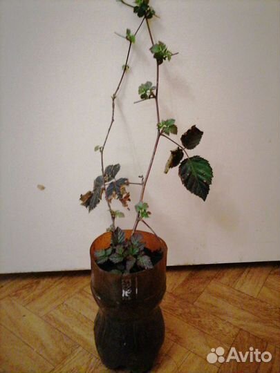 Саженцы ежевики и малины