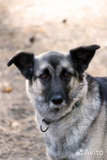 Восточноевропейская овчарка