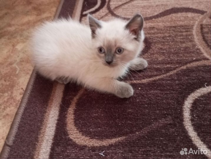 Котенок девочка в добрые руки