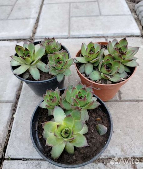 Бадан, хионодокса, каменная роза