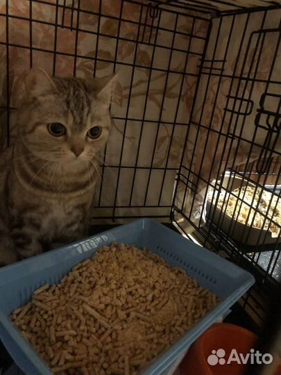 Шотландская кошка в добрые руки