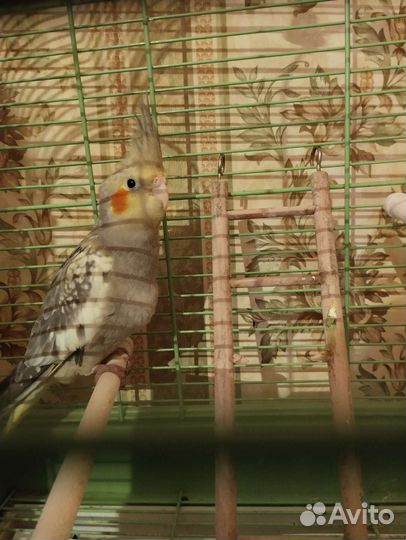 Попугай корелла