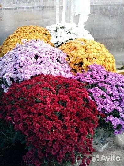 Хризантемы