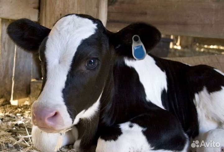 Бычки от 1 месяца