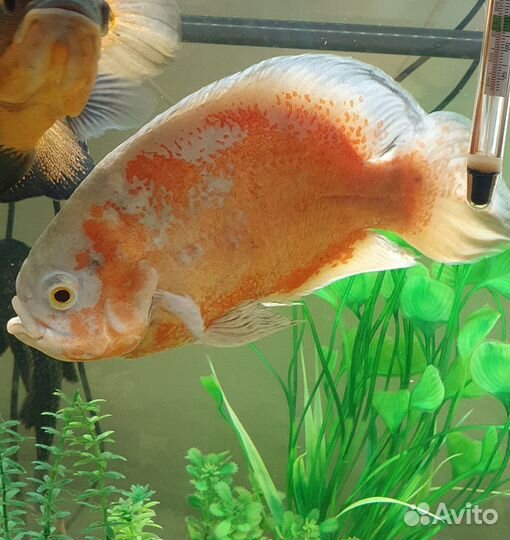 Астронотусы