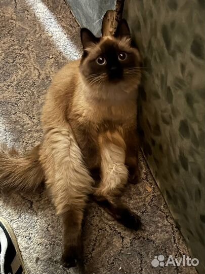 Кошка сиамская