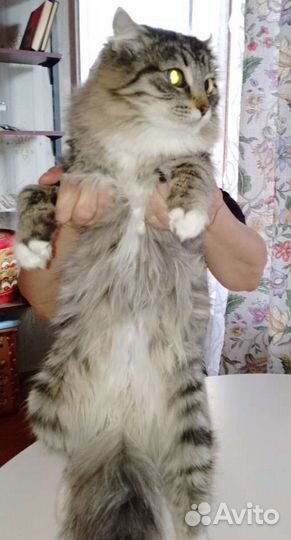 Кошка бесплатно