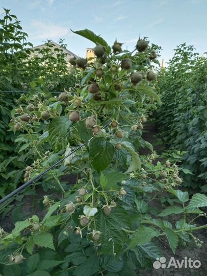 Саженцы ремонтантной малины Химбо топ