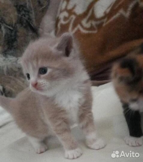 Кошки