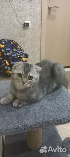 Шотландская вислоухая