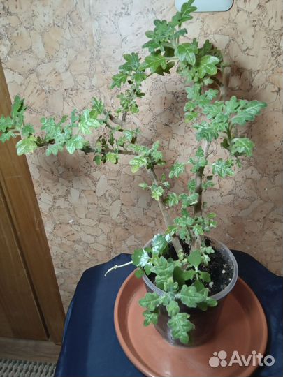 Цветок плектрантус