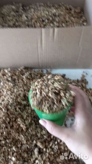 Семена календулы