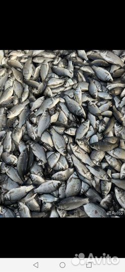 Живец для рыбалки карась