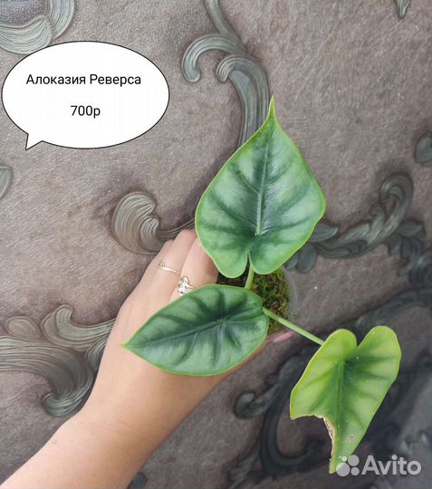Алоказия махарани