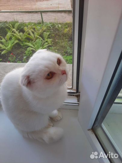 Кошка