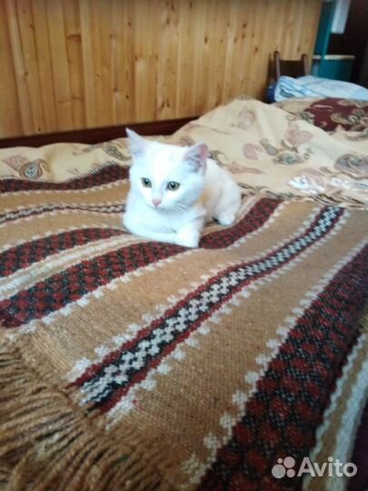 Котенок в добрые ручки