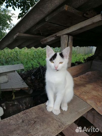 Кошка в дар бесплатно