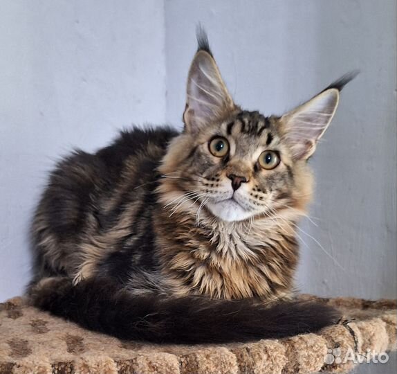 Котята мейн-кун