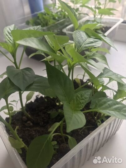 Перец сладкий